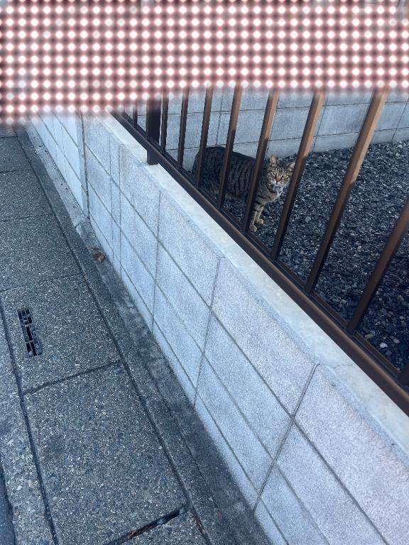 みくるpicture